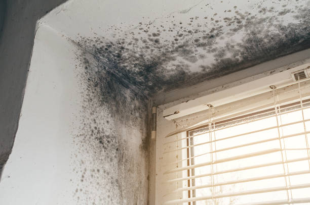 Affordable Mold Cleanup solutions in Jamestown, KY